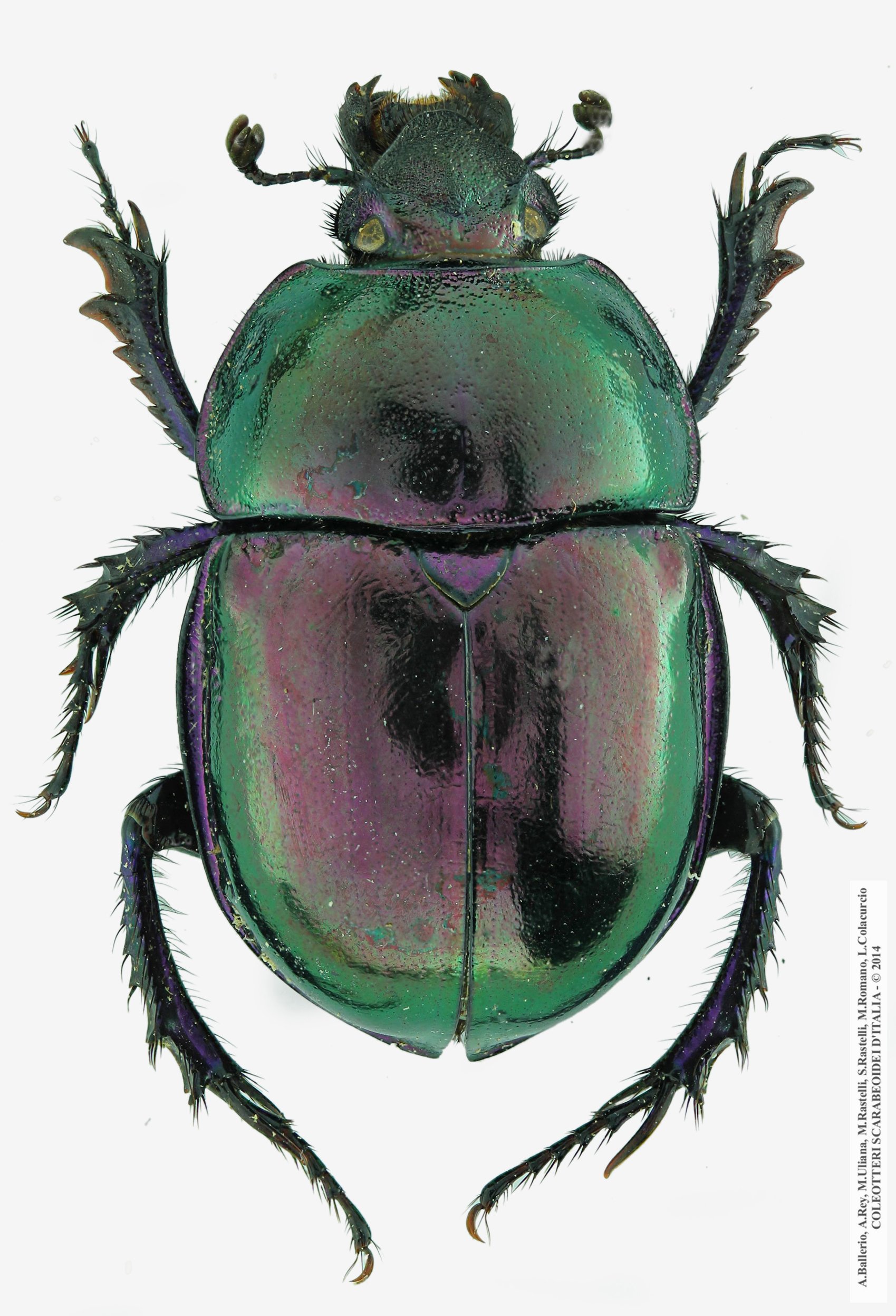 Trypocopris pyrenaeus splendens, femmina 